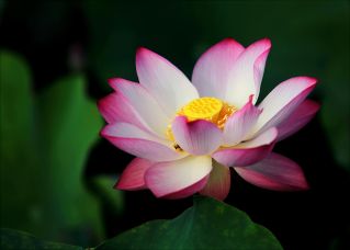 Stunning close-up of a pink and white lotus flower with intricate petals and vibrant colors.