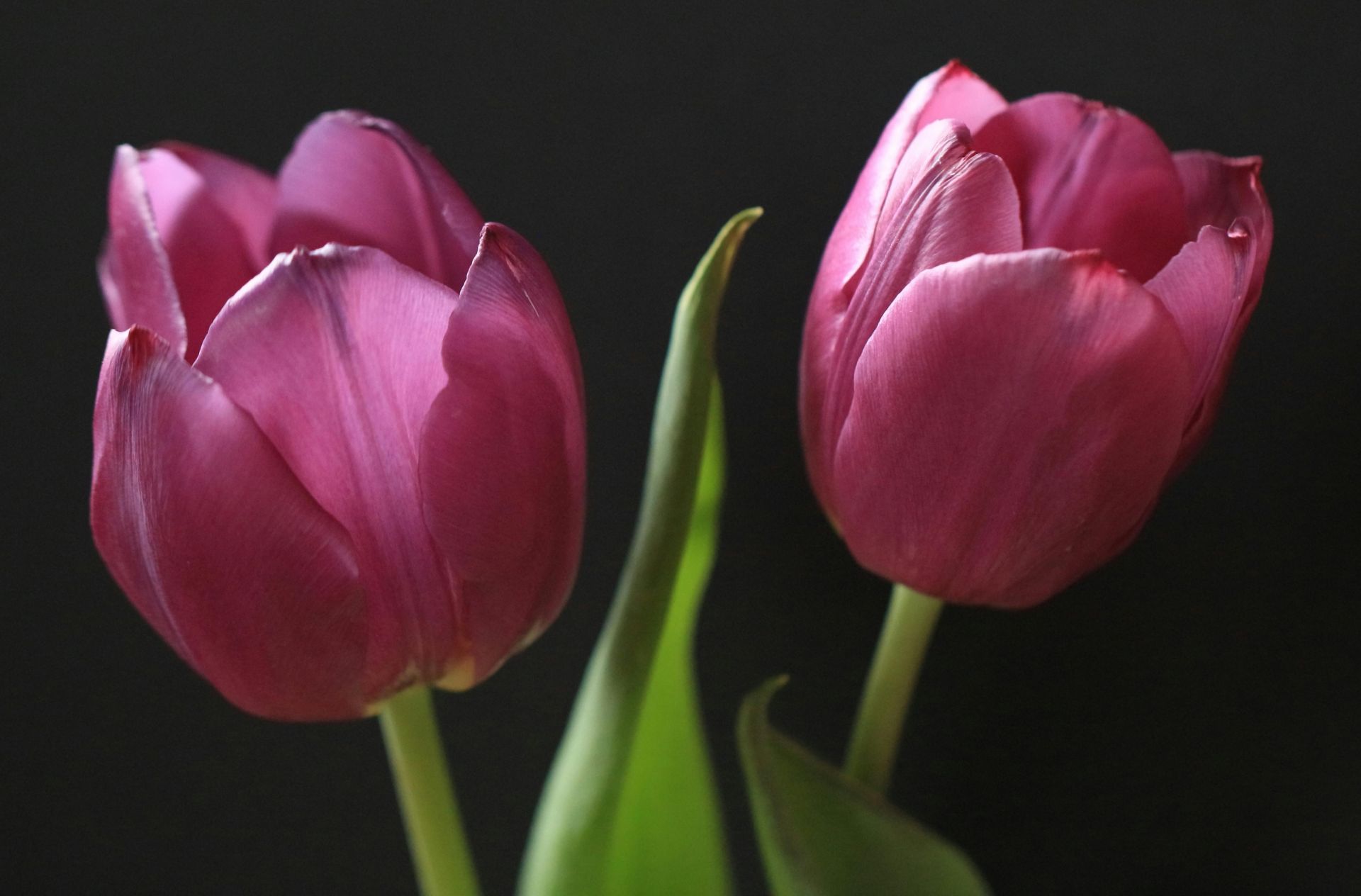 Close-up photo of blooming purple tulips against a black background, showcasing floral beauty.